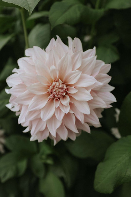 DAHLIA - CAFÉ AU LAIT