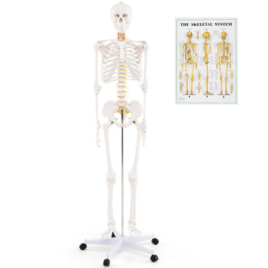Life Size Human Skeleton Model for Anatomy Anatomical Skeleton with Nerves System B593-TZ10002