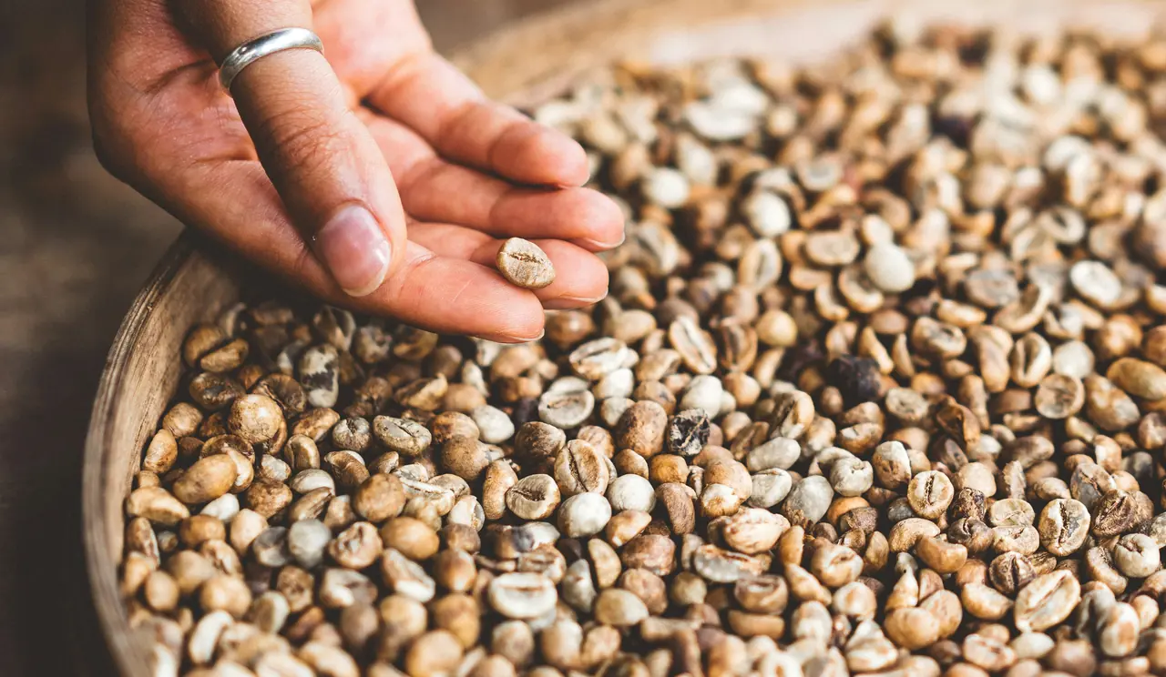 Rohkaffee während der Sortierung