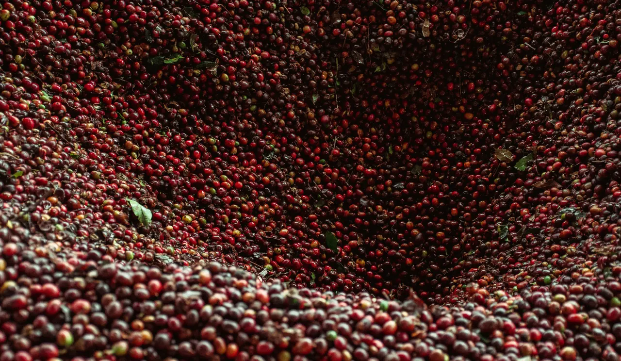 Kaffeekirschen während der Trocknung