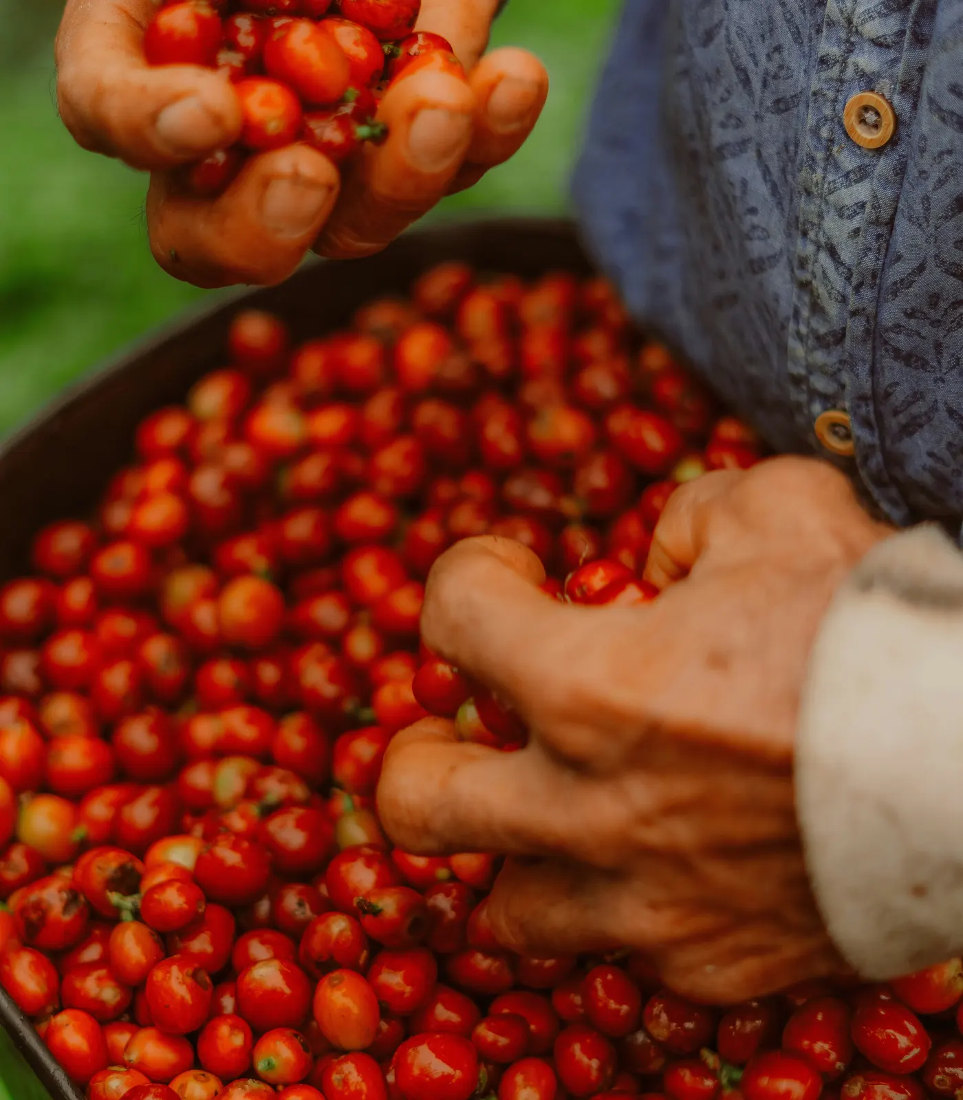 Geerntete Kaffeekirschen in Händen
