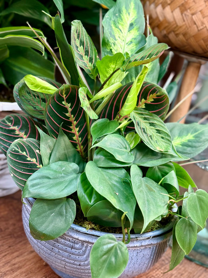 10" Dish Garden