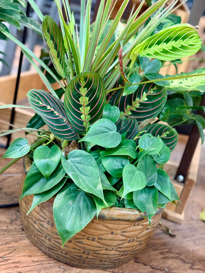 12" Dish Garden