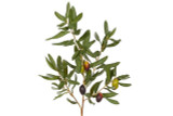 Olive Leaf Branch