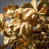 Gilded Gold Evergreen Stem