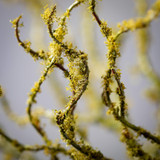 Moss Branch