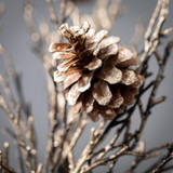 Pine Cone Spray