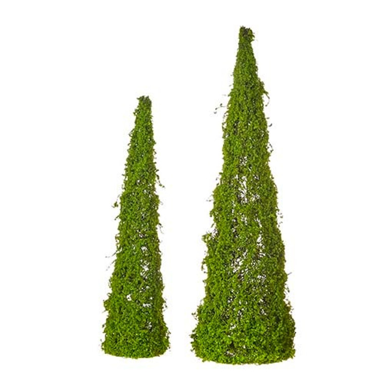 Boxwood Moss Cone