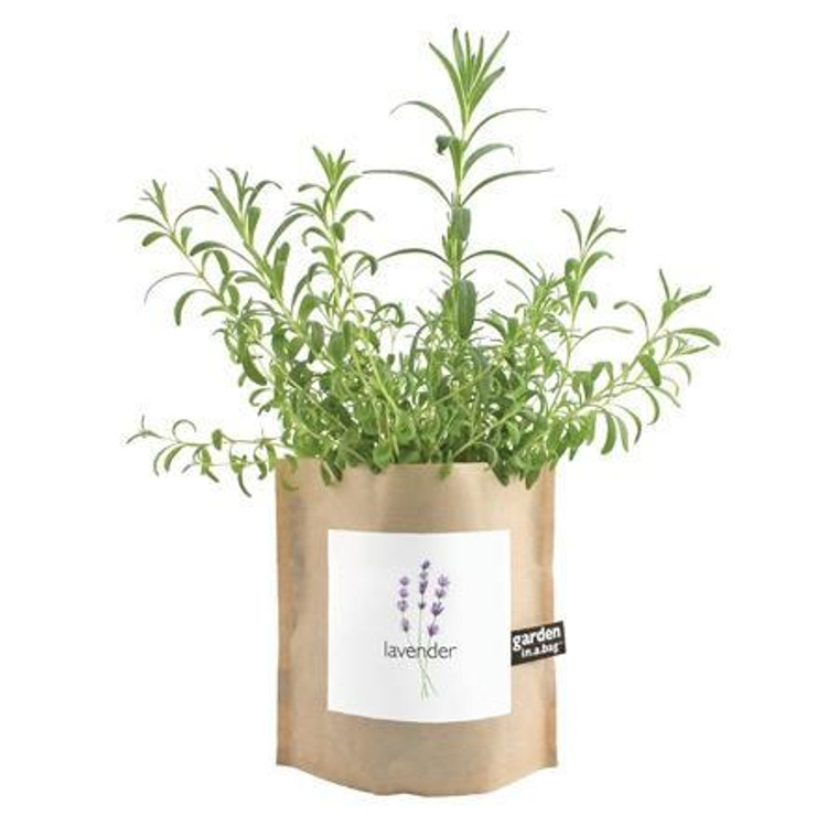 Garden in a Bag- Lavender