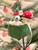 Levlovs Girl Mouse and the Mushroom Wonder Forest Set in Keepsake Box