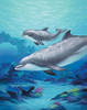Dolphin and Baby – Matted Art Print