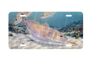 "Gold Diggers" - Decorative License Plate