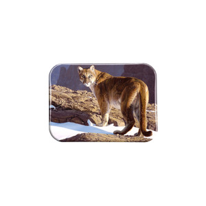 "Skirting the Rim" - 2.5" X 3.5" Rectangle Fridge Magnets
