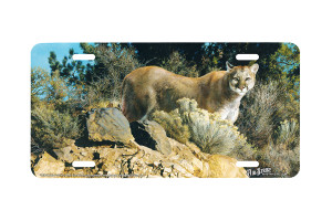 "Cliff Dweller" - Decorative License Plate