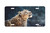"Snow Leopard"- Decorative License Plate
