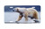 "Arctic Icon" - Decorative License Plate