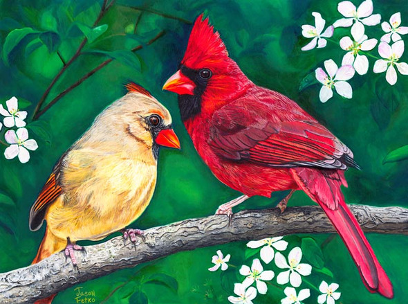 Apple Blossom Romance – Cardinal Matted Art Print