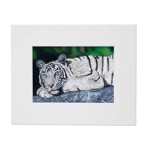 Baby Blues – White Tiger Matted Art Print