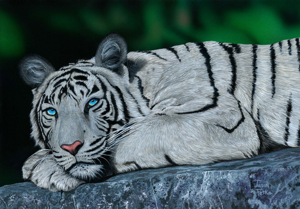 Baby Blues – White Tiger Matted Art Print