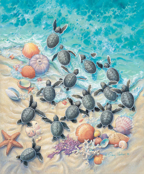 Green Turtle Hatchlings – Matted Art Print