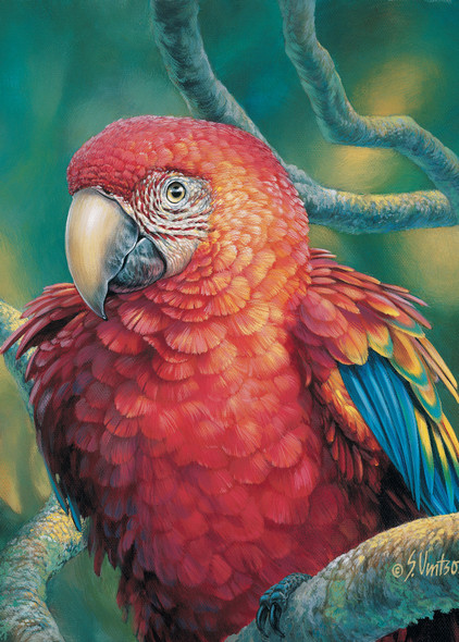 Red Macaw – Matted Art Print