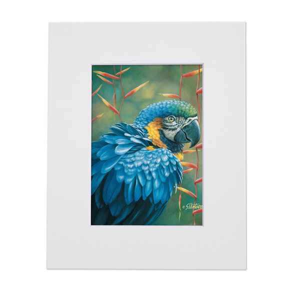 Blue Macaw – Matted Art Print