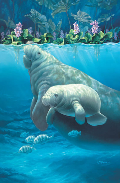 Manatee Haven – Matted Art Print