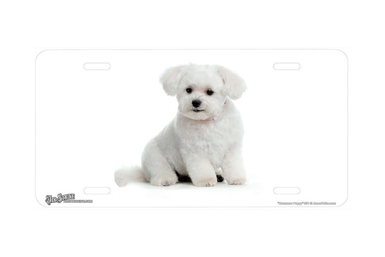"Havanese Puppy" - Decorative License Plate