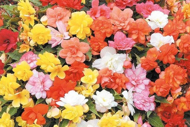 Hanging Basket Begonia Illumination