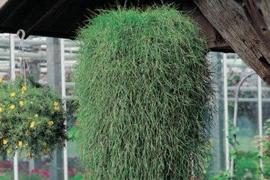 Hanging Basket Agrostis Green Twist