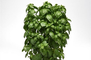 Herb Basil Emerald Tower