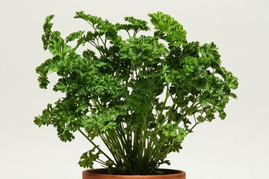 Herb Parsley