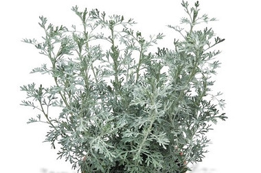 Artemisia Parfum d Ethiopia