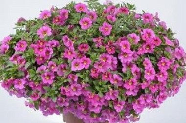 Calibrachoa Lia