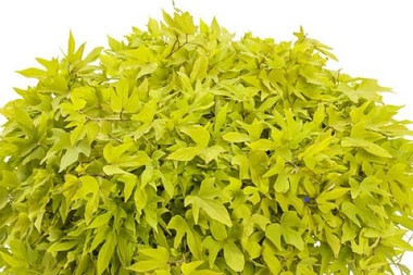 Ipomoea Upside Key Lime