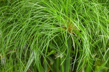 Grass Cyperus Prince Tut