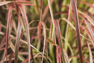 Grass Pennisetum Fireworks