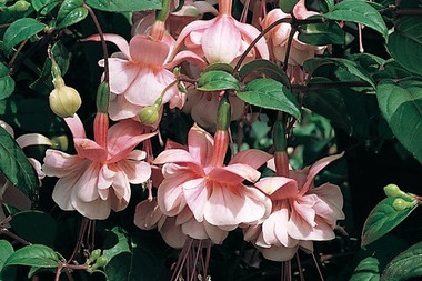 Hanging Basket Fuchsia Southgate