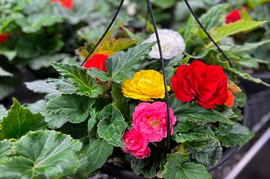 Hanging Basket Begonia Bliss