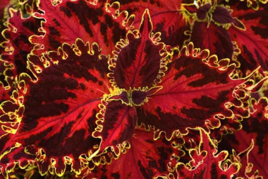 Coleus Volcanica