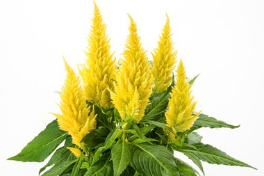 Celosia Kelos