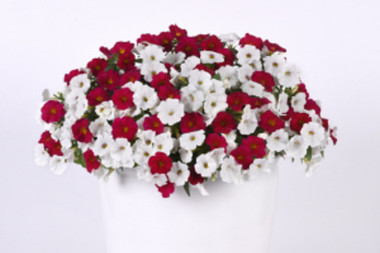 Hanging Basket Red & White Forever