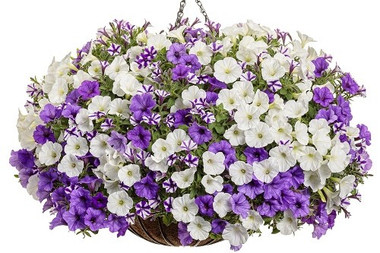 Hanging Basket Misty Sea