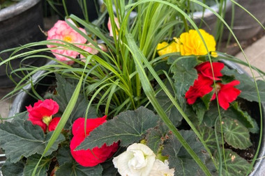 Shade planter 12" round