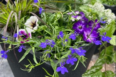 Sun planter 17" tall square