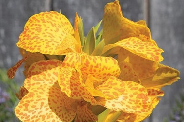 Canna Cannova
