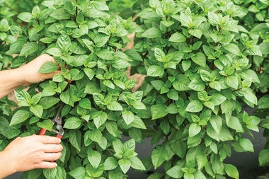 Herb Everleaf Thai Towers