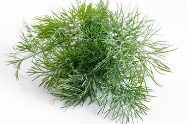 Herb Dill Bouquet