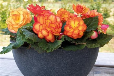 Begonia Shade Nonstop