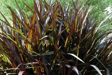 Grass Pennisetum Princess